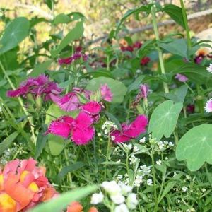 Meet your Posher, Marie